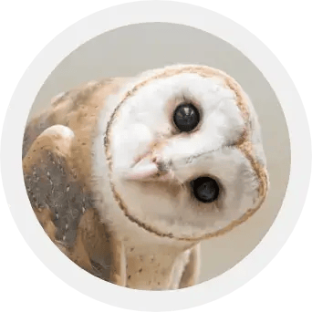 LearnFromNatureOwl