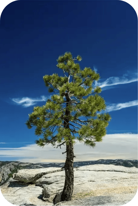 OneTree
