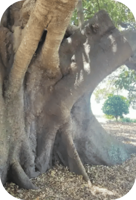 TreeImage