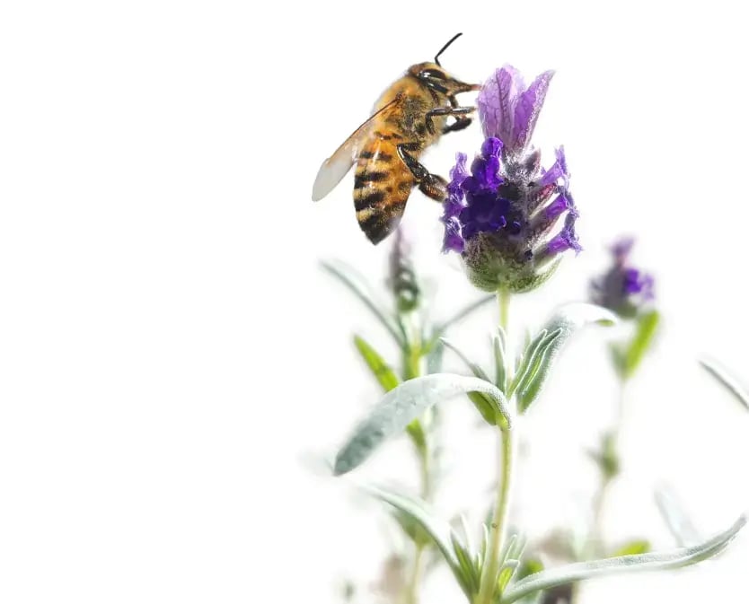 bee-on-flower
