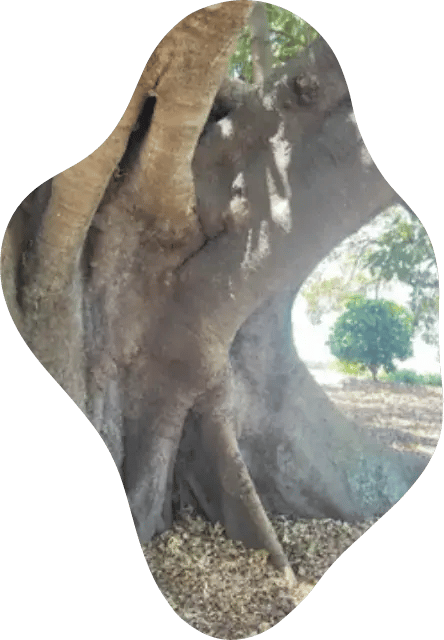 big-tree