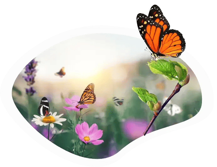 butterfly-on-leaf