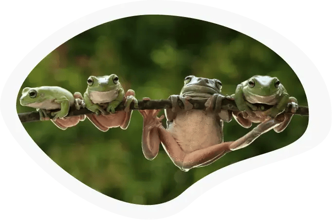 frogs-on-branch