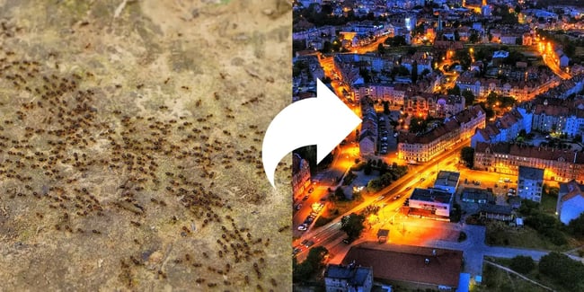 image of ants and an image of a city at night