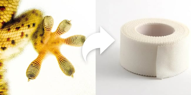image of frog foot and tape