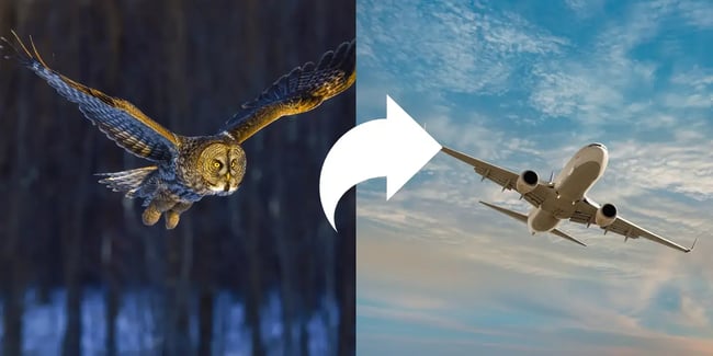 image of owl and airplane