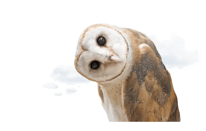 owl-image