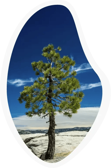 pine-tree-growing-on-rock