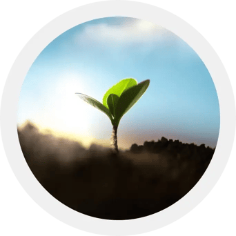 small-plant
