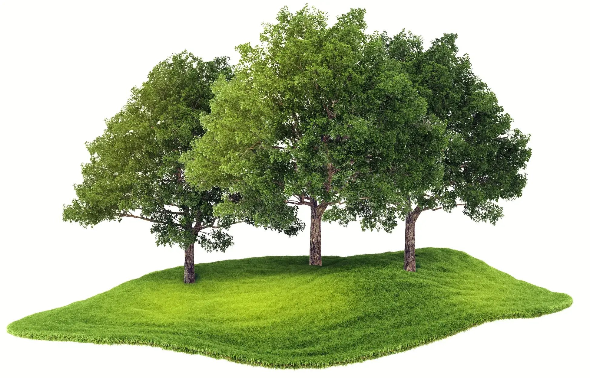 three-trees-image
