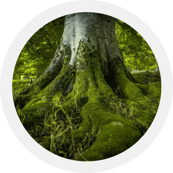 tree-stump