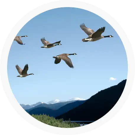 Geese-flying