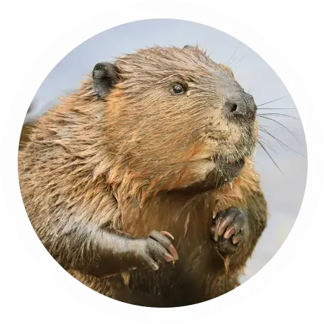 beaver
