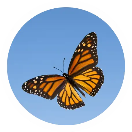butterfly