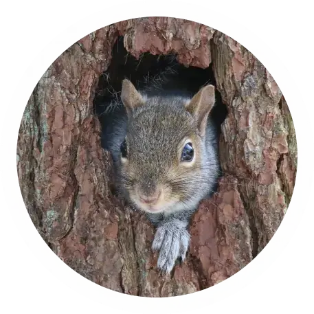 squirrel-in-tree